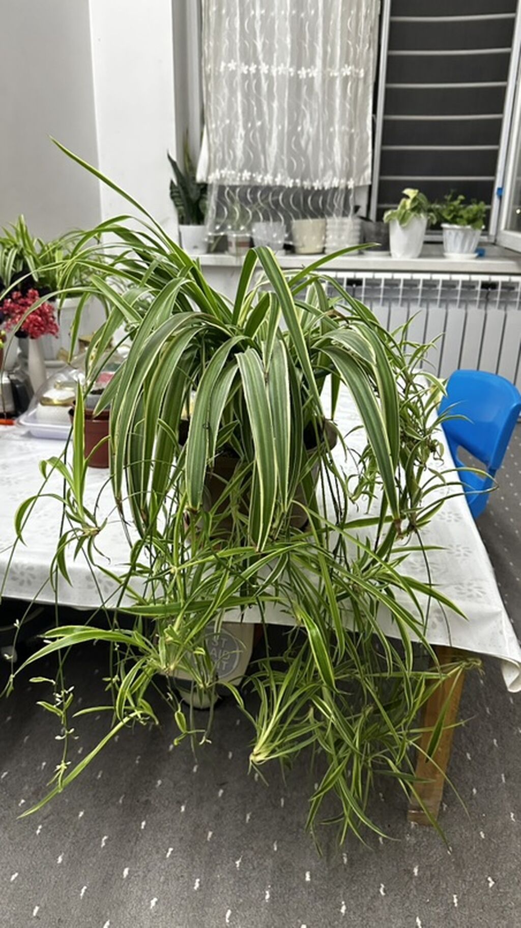 Хлорофитум (Chlorophytum comosum) вариегатный в горшке. - Пышная — фото 3
