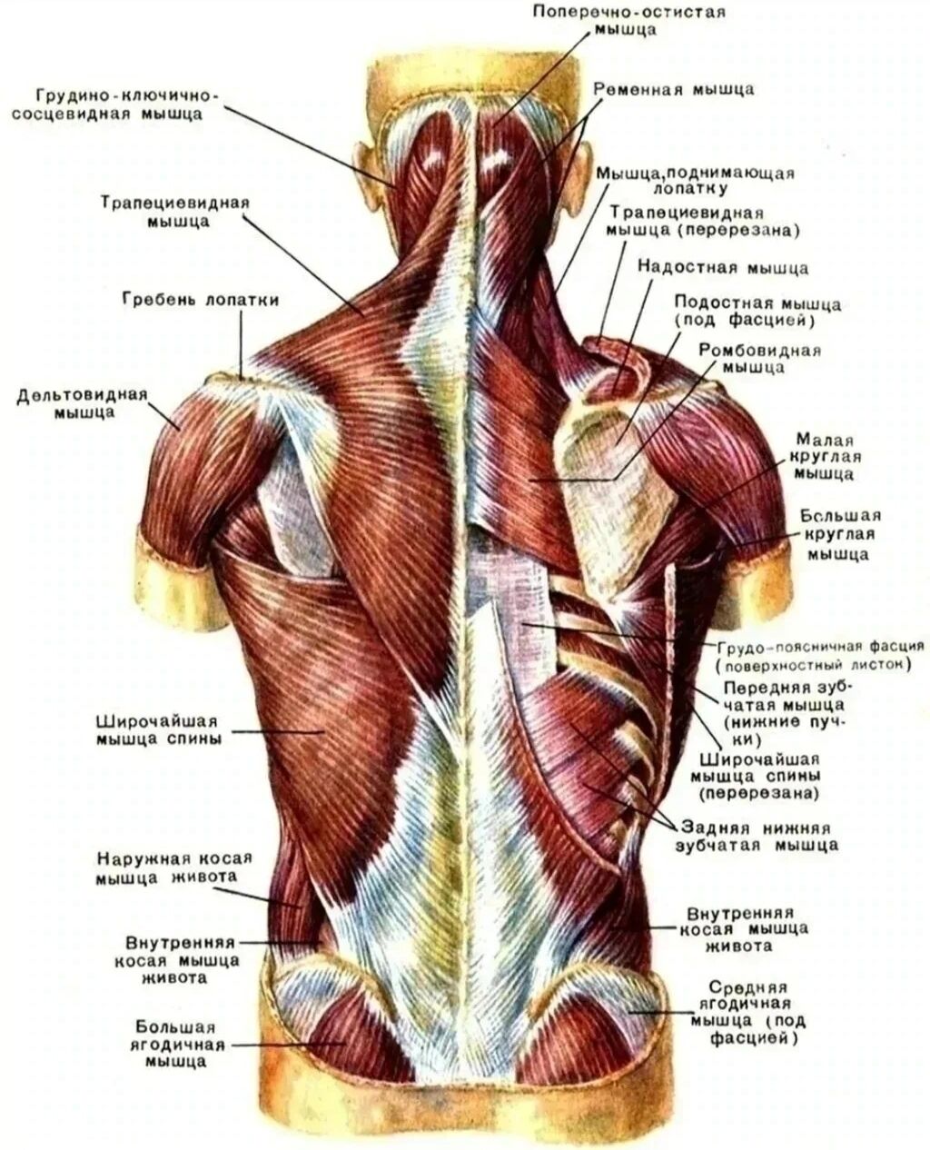 Мышцы спины сзади анатомия
