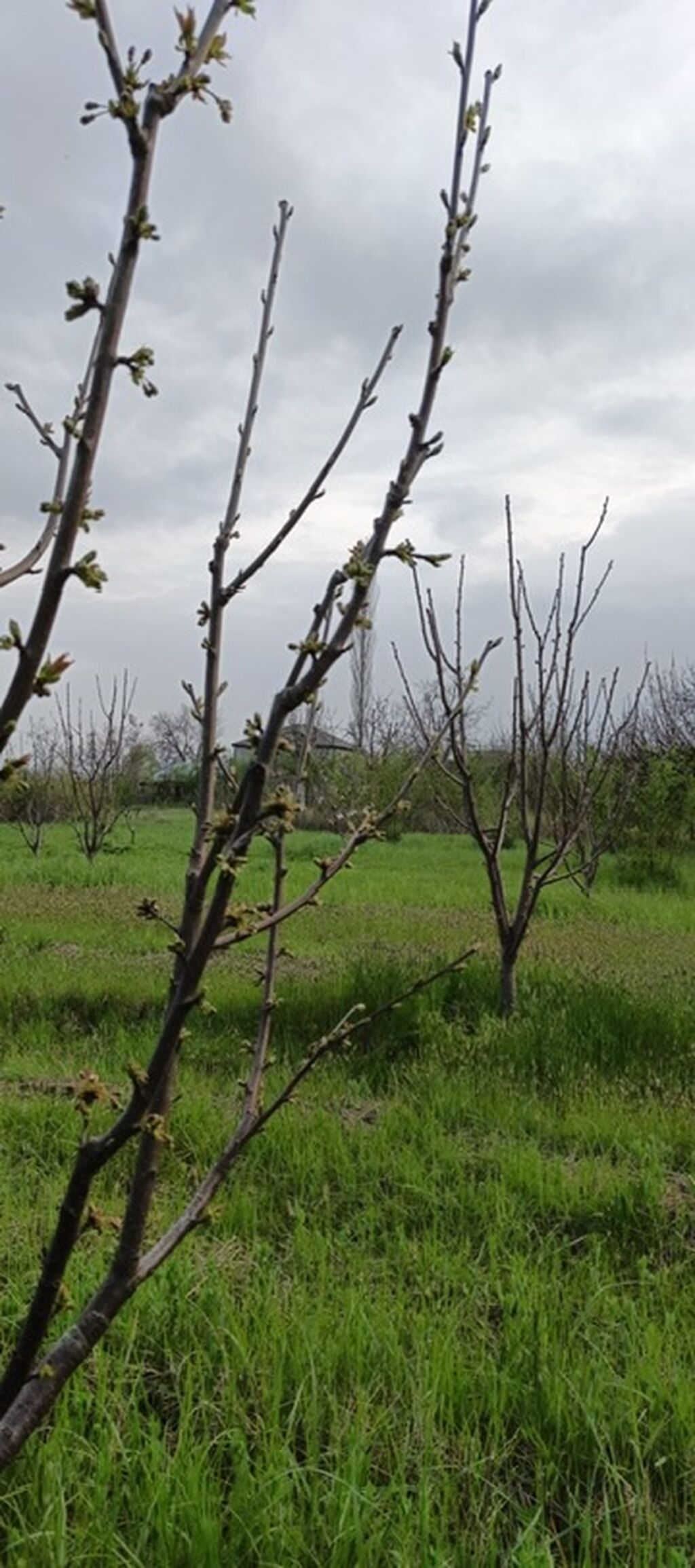 27 sot, Tikinti, Kupça (Çıxarış)