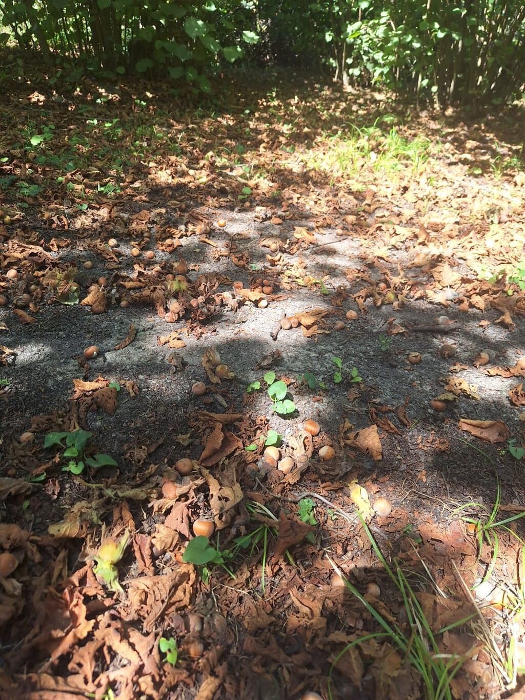 17 sot, Tikinti, Mülkiyyətçi