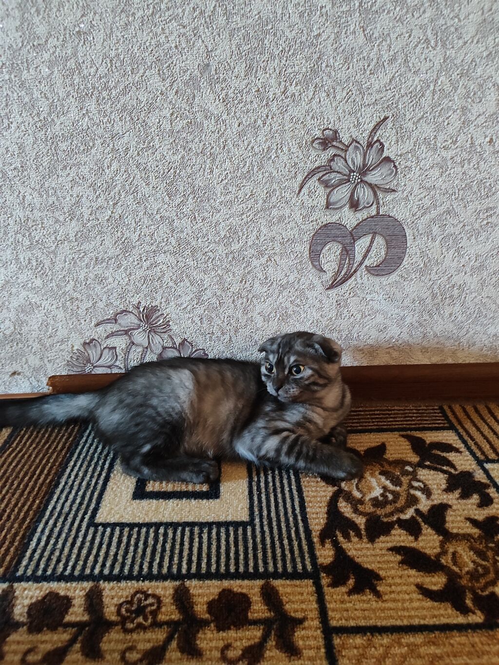 Отдаем в хорошие руки котята очень игривые послушные к лотку причины: фото 1