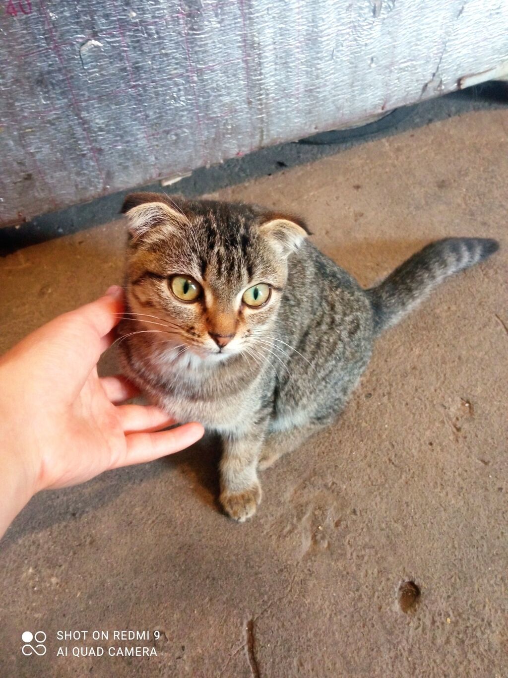 Продам кошку вислоухая шатланская 4 месяца: 3500 KGS ᐈ Коты | Бишкек |  94700234 ➤ lalafo.kg