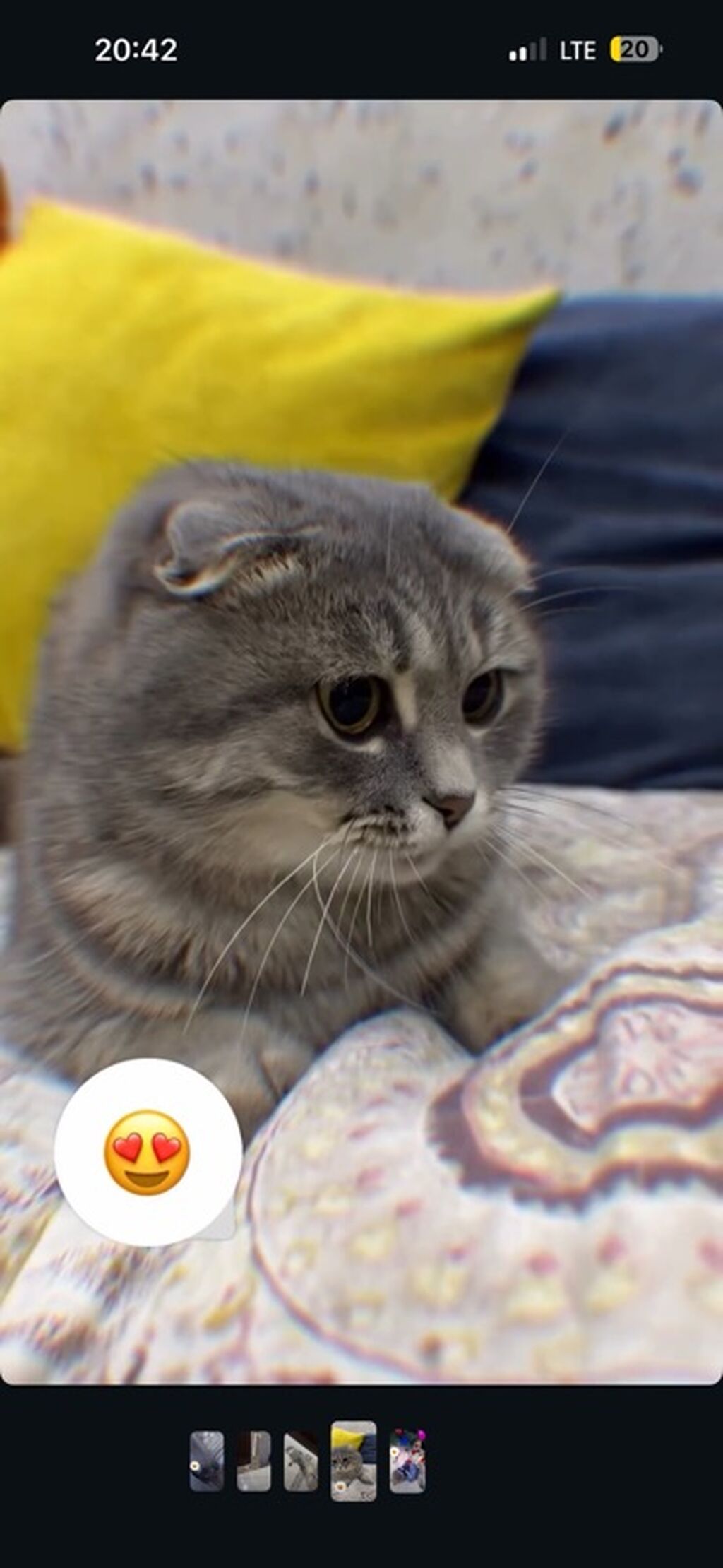 Шотландская вислоухая кошка (Scottish Fold) - Порода: шотландская: фото 1