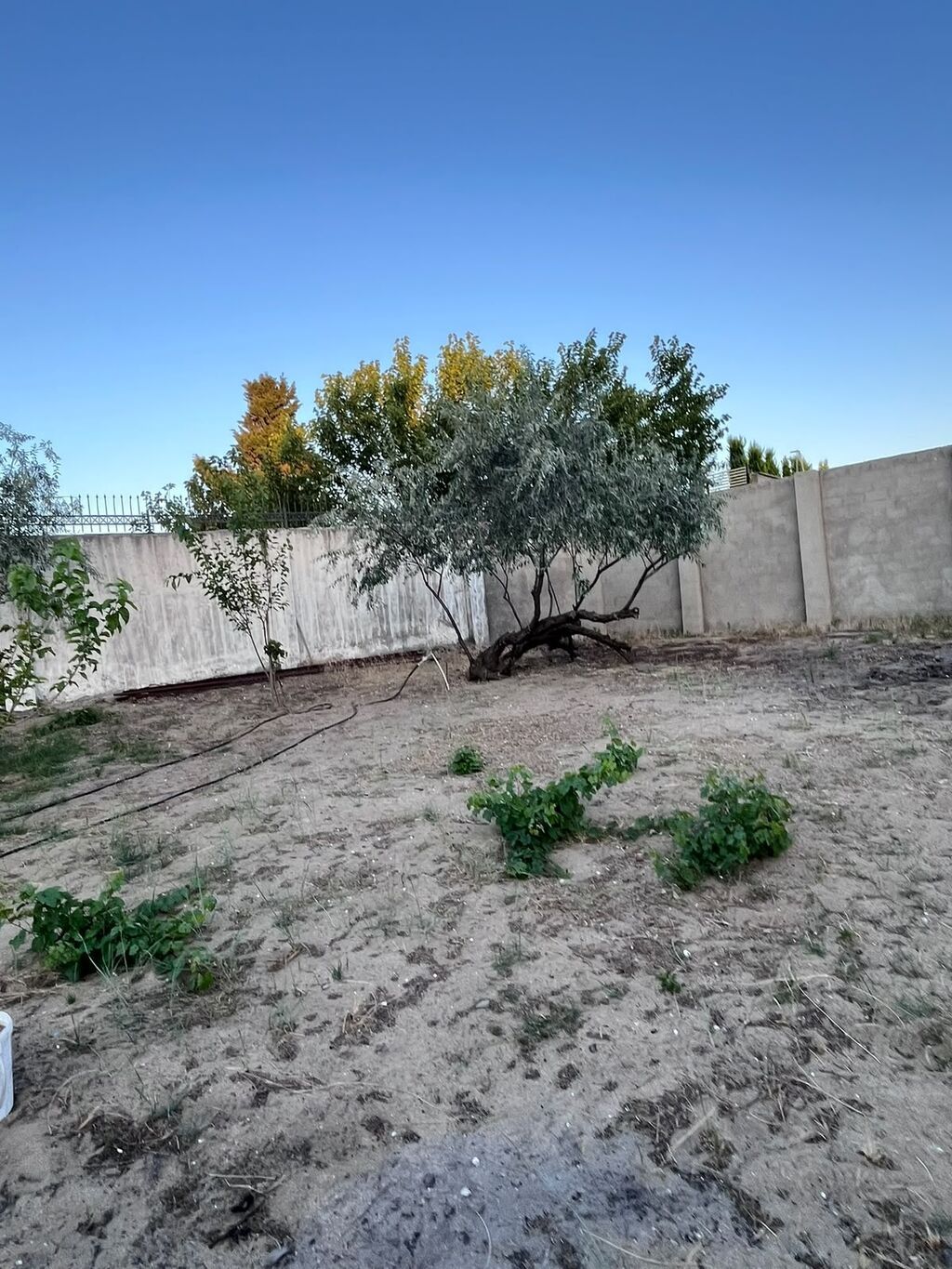 12 sot, Tikinti, Mülkiyyətçi, Kupça (Çıxarış)