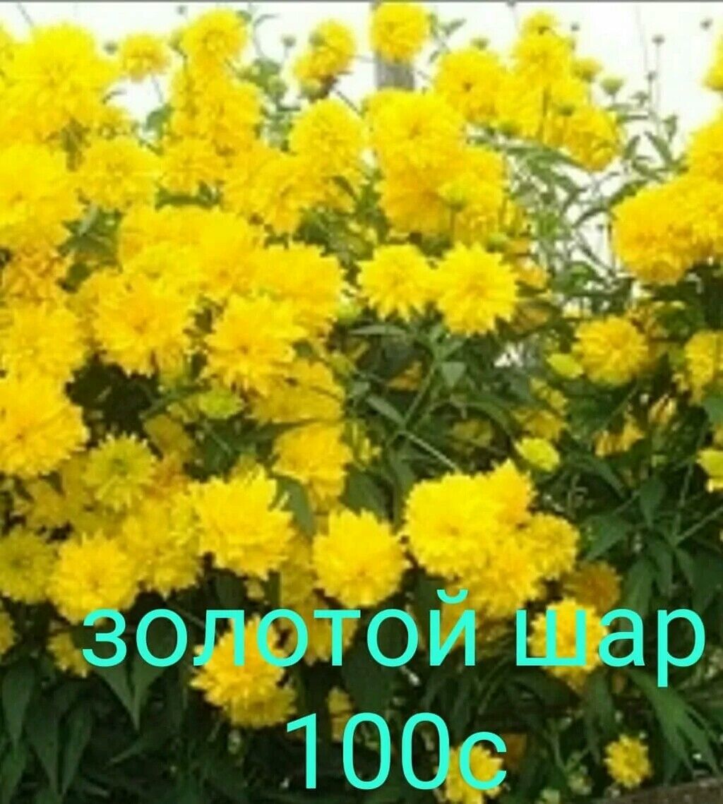 Желтые Шары Цветы Фото