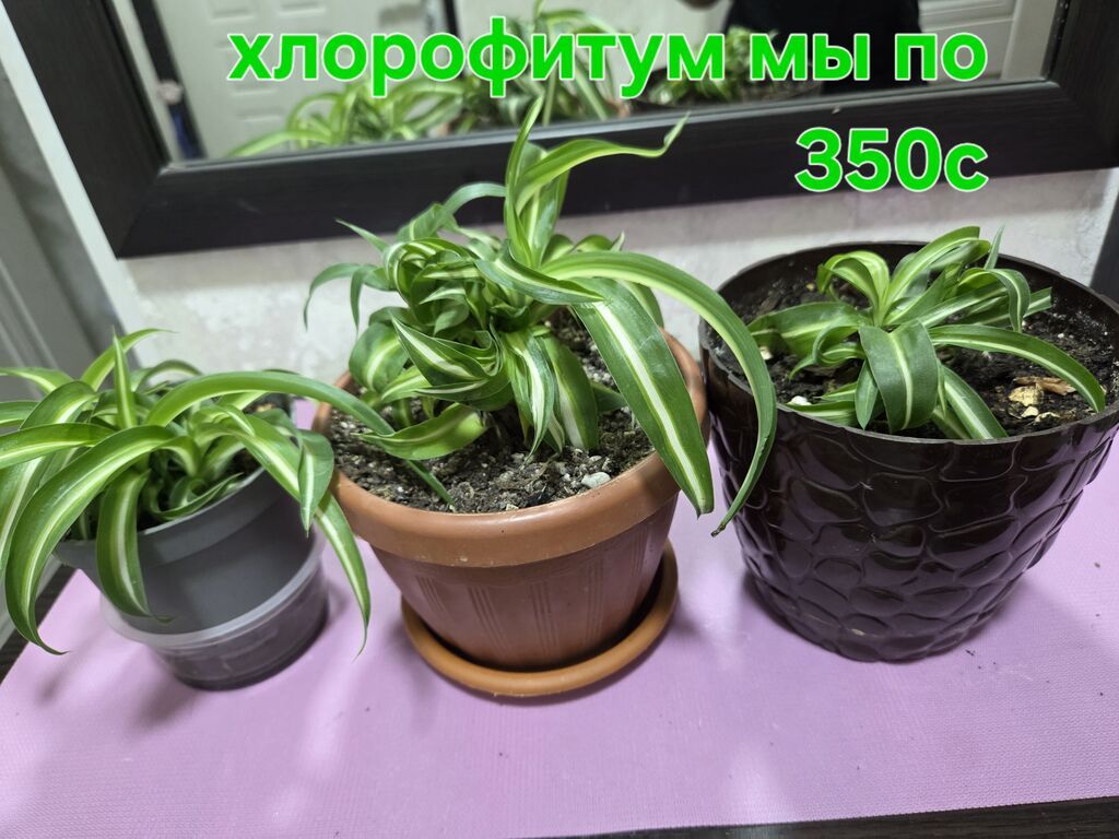Комнатные растения в горшках: - Хлорофитум — по 350 с за растение: фото 2