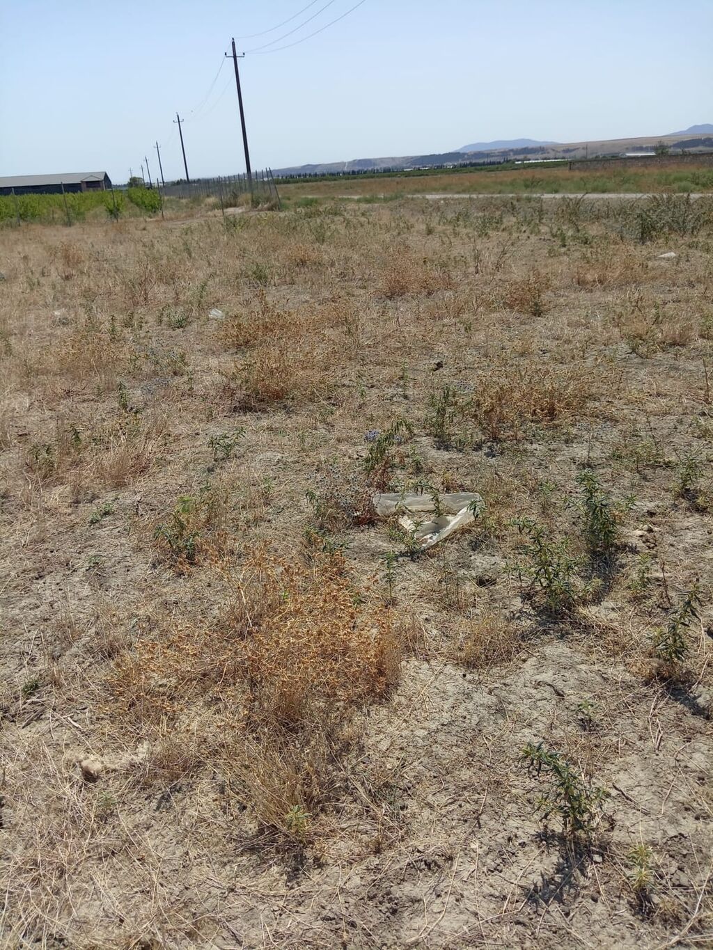 Tikinti