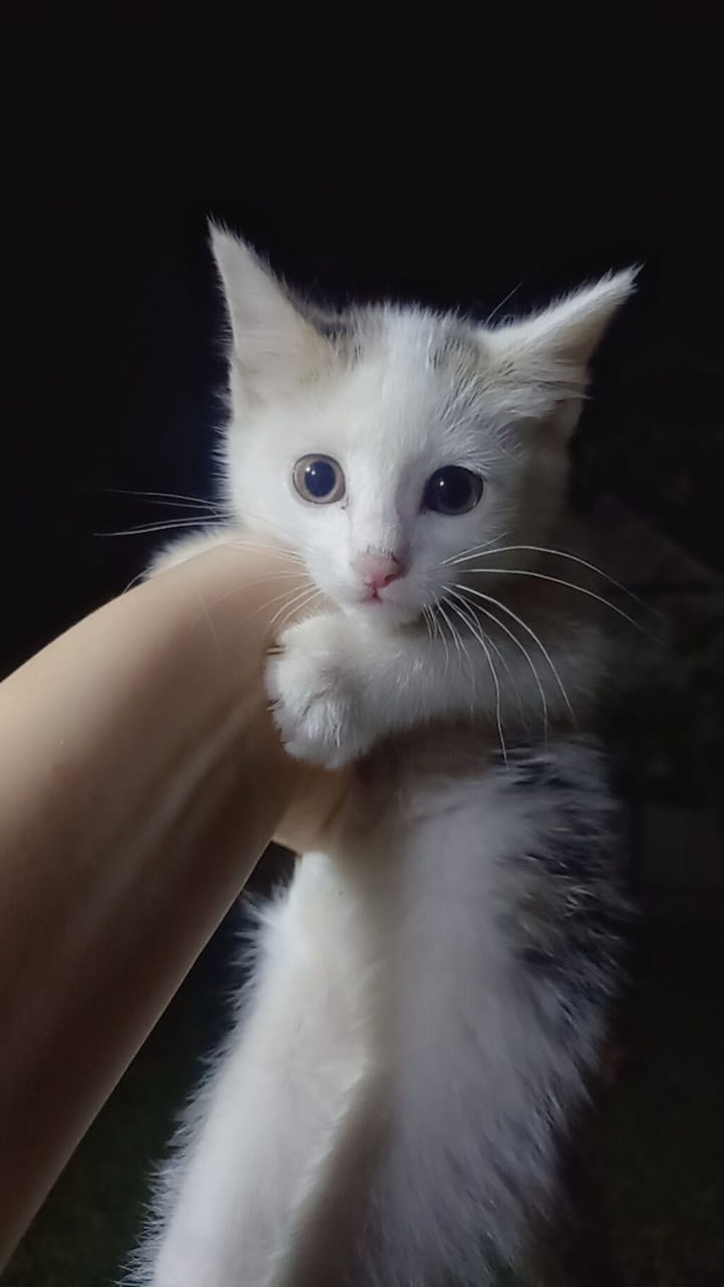 Котят срочно отдам в добрые руки всех за 200 сом. Едят всё подряд: фото 2