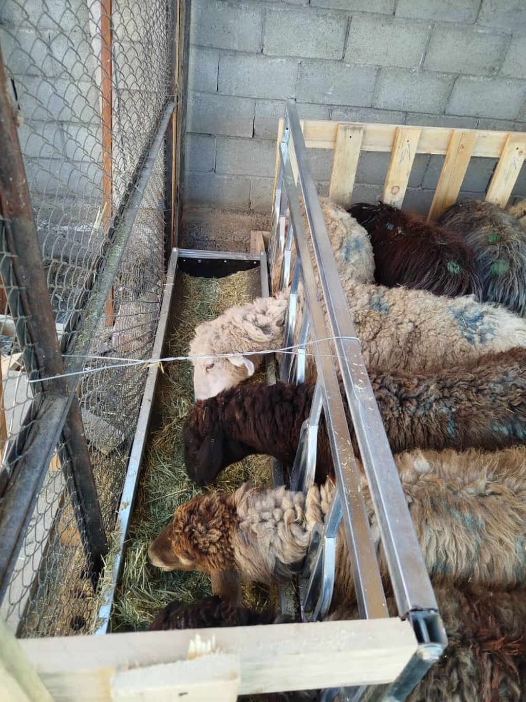 Кормушка аштоо акыр кой баран на 7 голов обмен на баранов: фото 3
