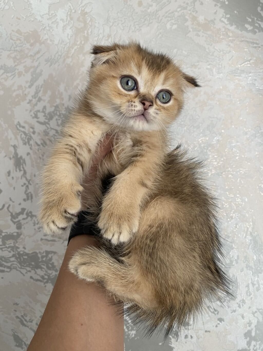 Предлагается к продаже Шотландский вислоухий котёнок (Scottish Fold) — фото 2