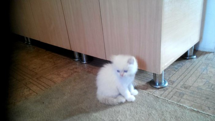 котята полубританцы фото