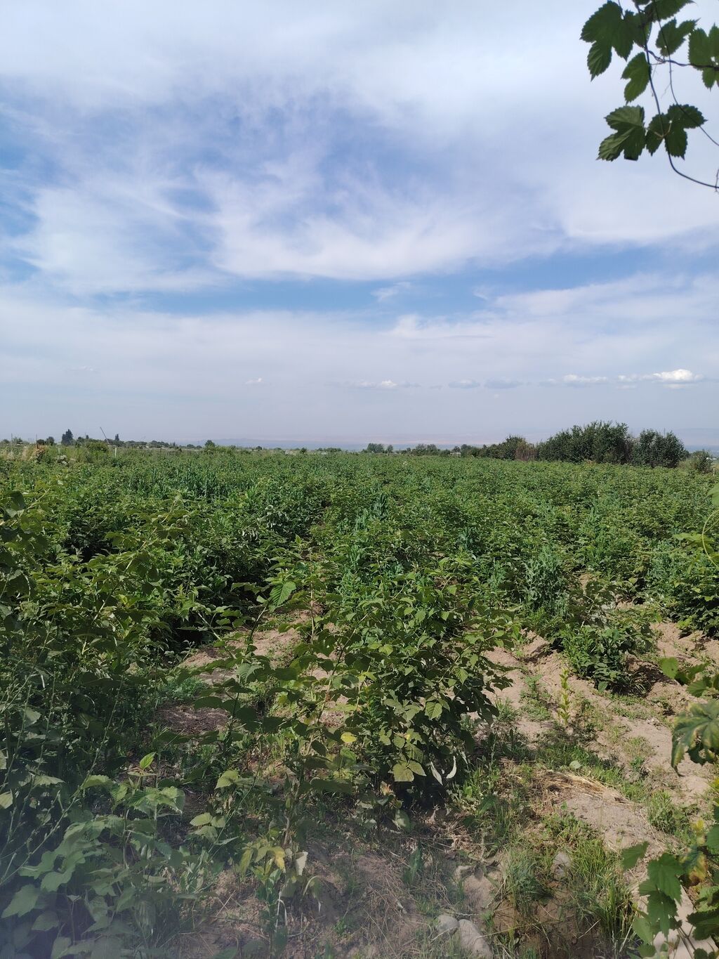 240 соток, Для сельского хозяйства, Договор купли-продажи: фото 1