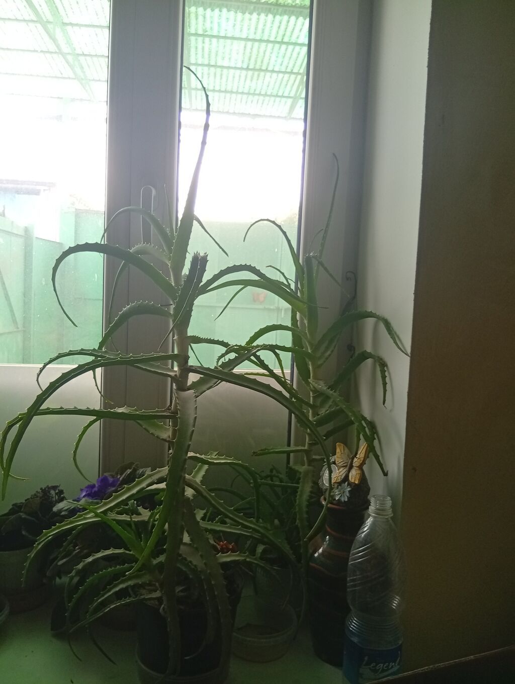 Алое (Aloe) в горшке — взрослые крупные экземпляры. Описание: -: фото 3