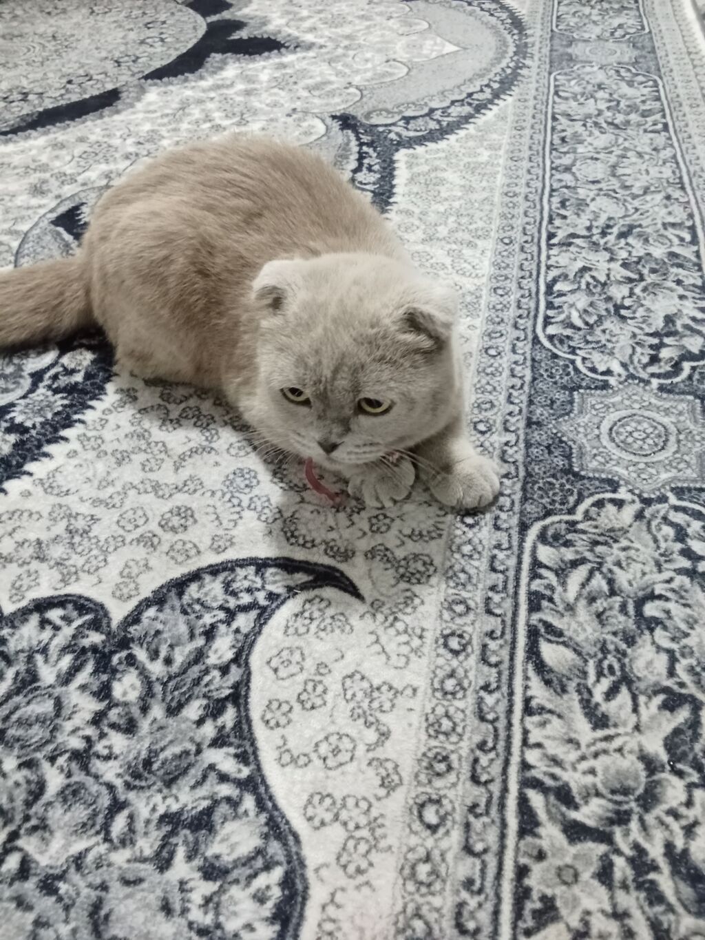 Скотиш Фолд (Шотландская вислоухая), 6 месяцев, Девочка: фото 3