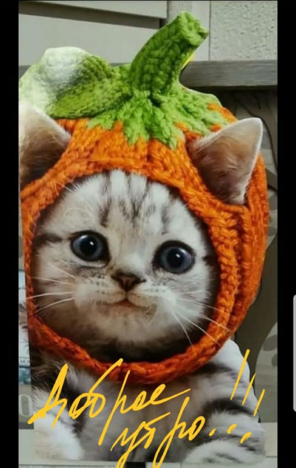 фото котенка в шапке