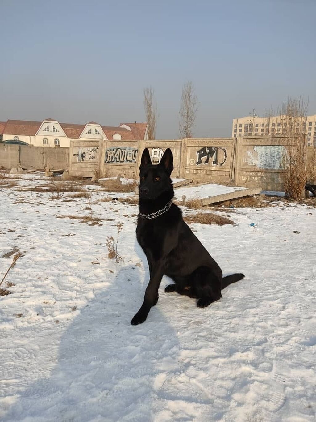Вязка: Восточноевропейская овчарка, Самец, 5 лет: фото 2