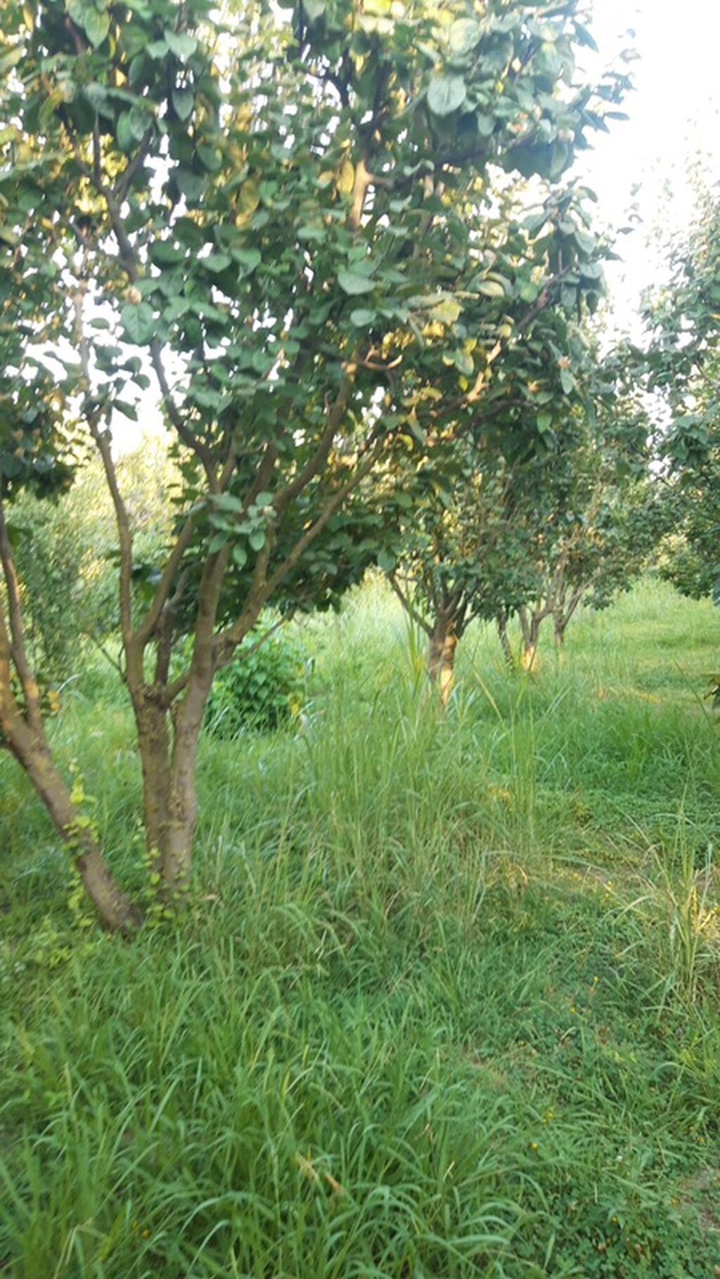 300 sot, Biznes üçün, Mülkiyyətçi, Kupça (Çıxarış)