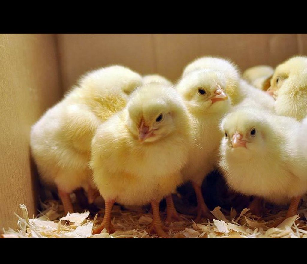 Купить цыплят бройлеров в краснодарском крае