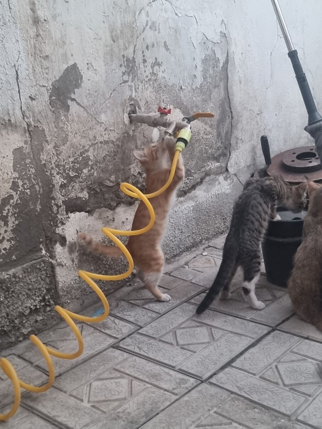 Кошка даром: Беспородная, 2 месяца, Девочка: фото 2