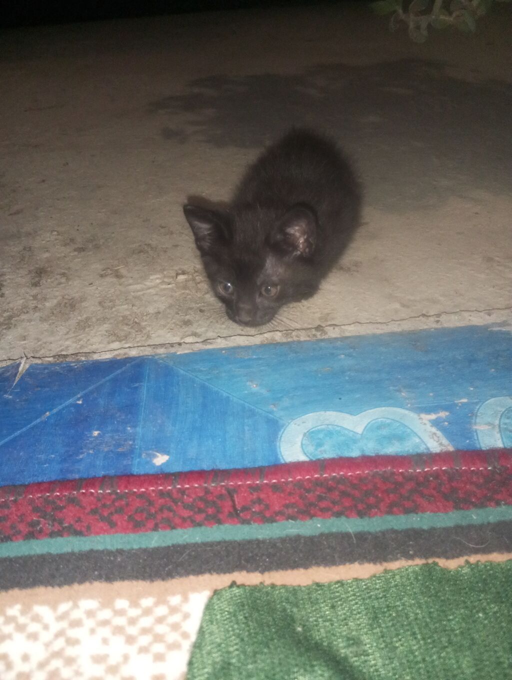 Котята от домашней кошки - Помёт из трёх котят: тигровый табби: фото 3