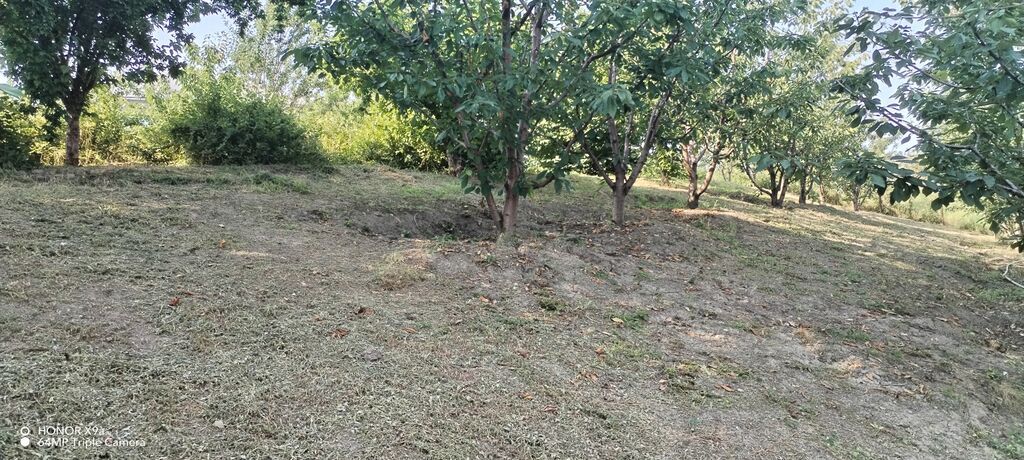 10 sot, Tikinti, Mülkiyyətçi, Kupça (Çıxarış)