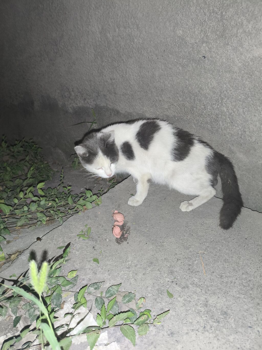 Кошка девочка, 1 год, в добрые руки: фото 4