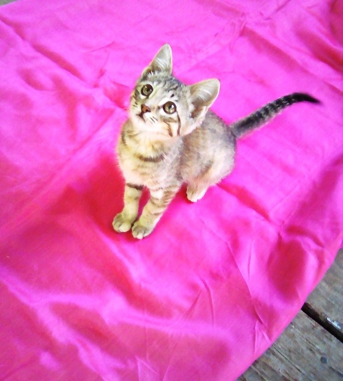 Коты: на lalafo.tj в Душанбе