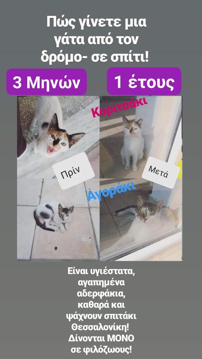 Για γάτες: σε lalafo.gr σε Περιφερειακή ενότητα Θεσσαλονίκης