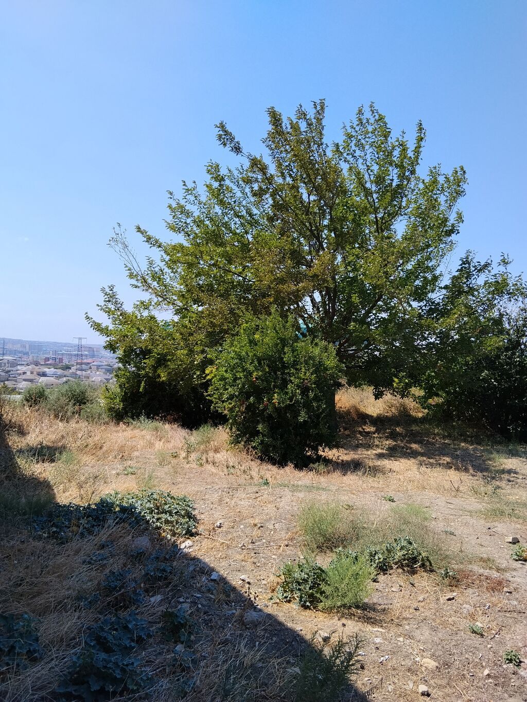 Tikinti