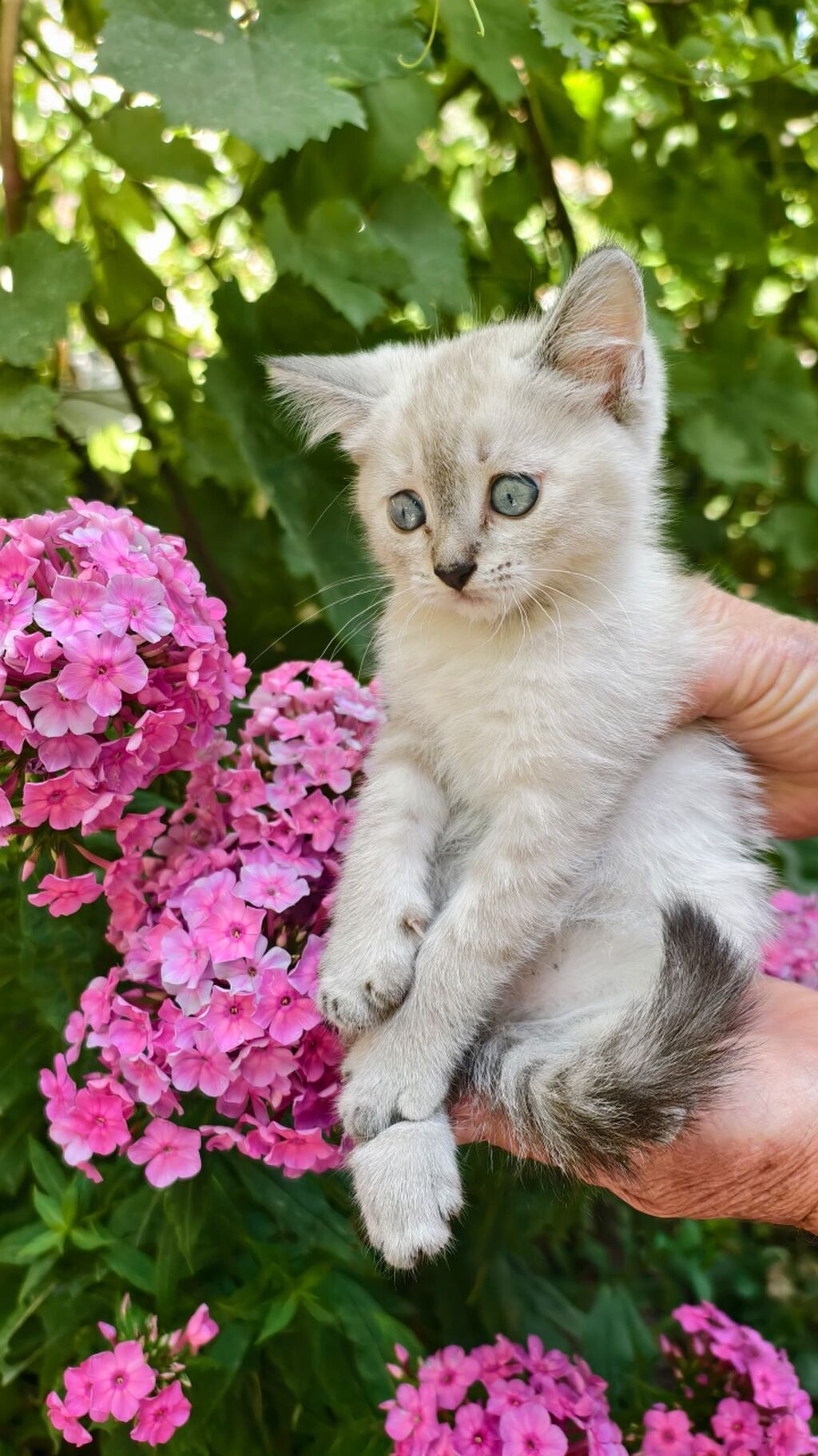 Продаю котят мать и отец шотландцы: фото 1