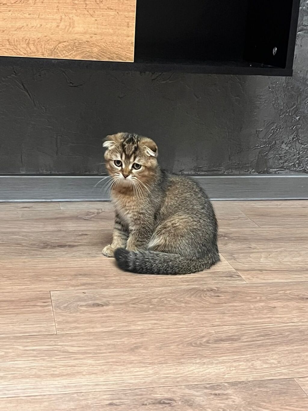 Шотландский вислоухий котенок (Scottish Fold) - Порода: шотландская — фото 2