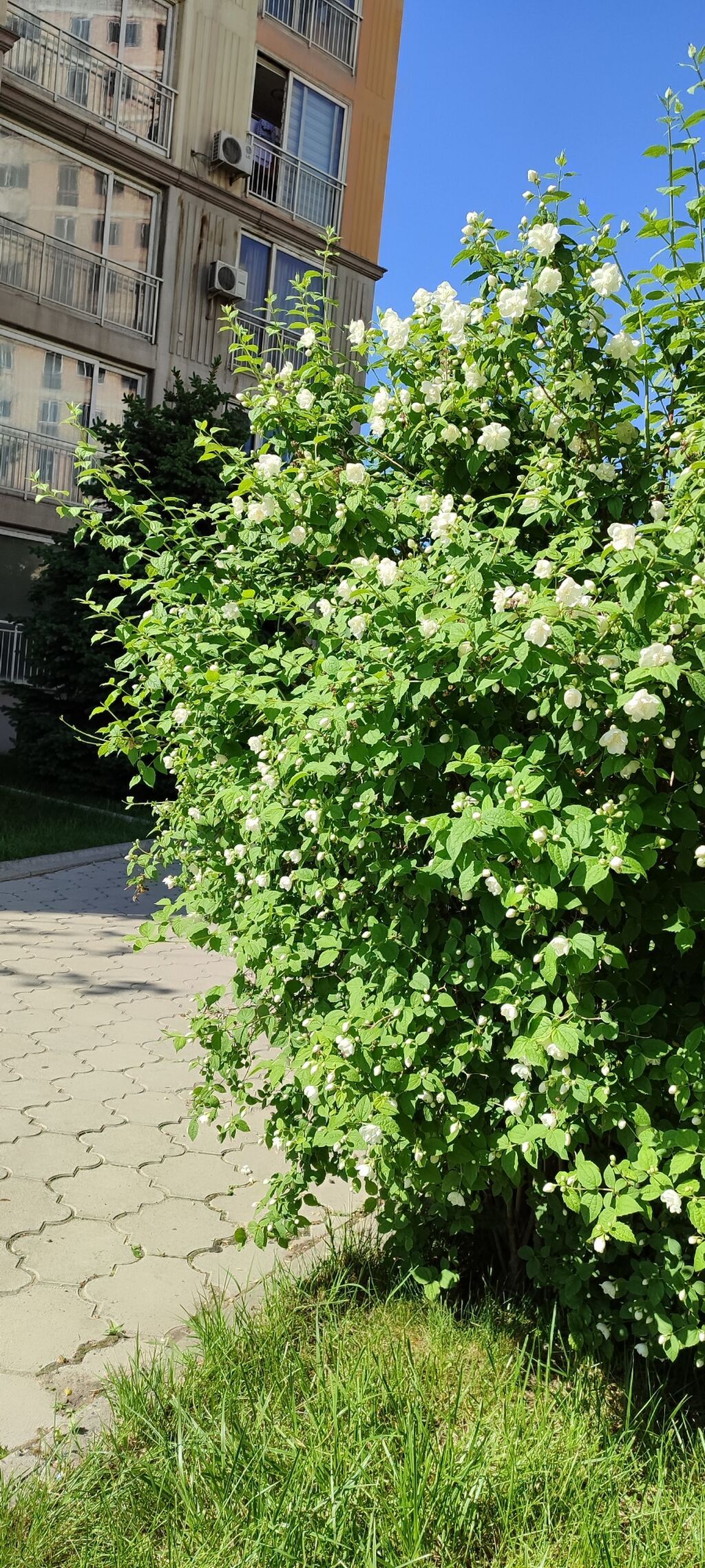 3 комнаты, 87 м², Джал мкр (в т.ч. Верхний, Нижний, Средний) Элитка, 11 этаж: фото 7