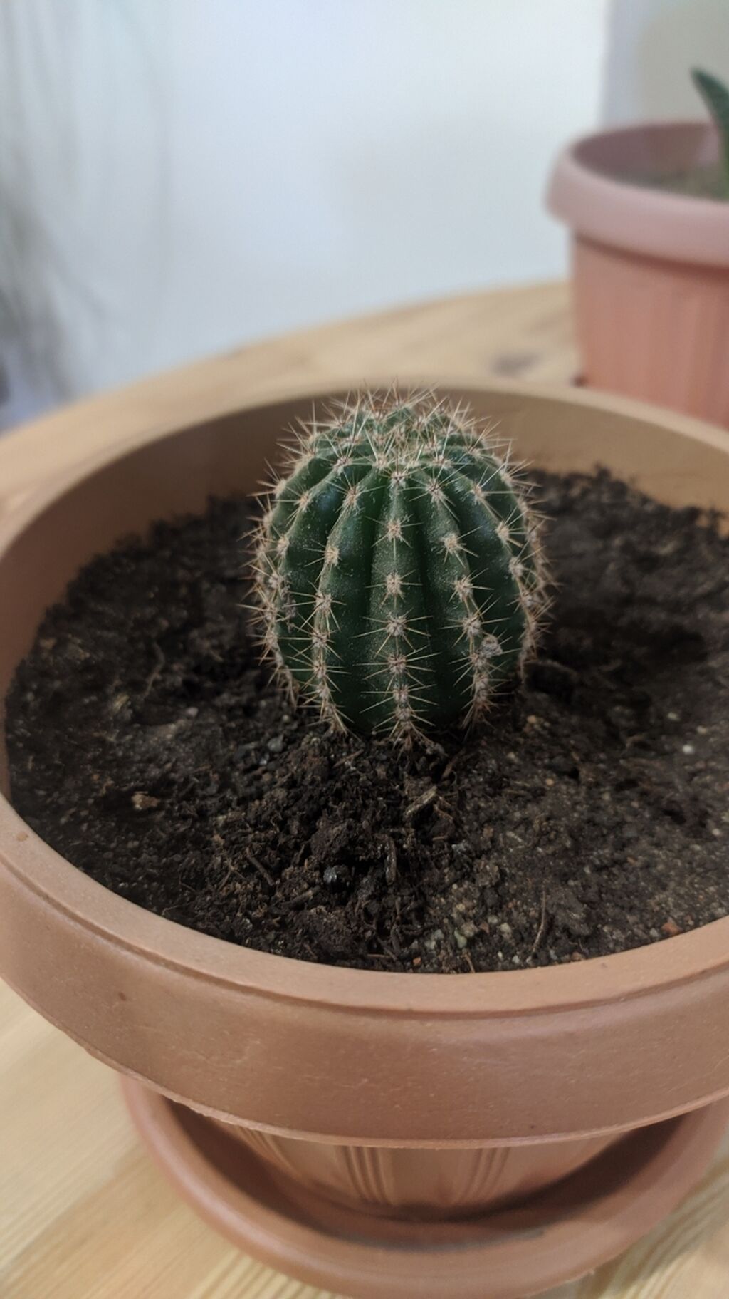 кактус кыргызстан