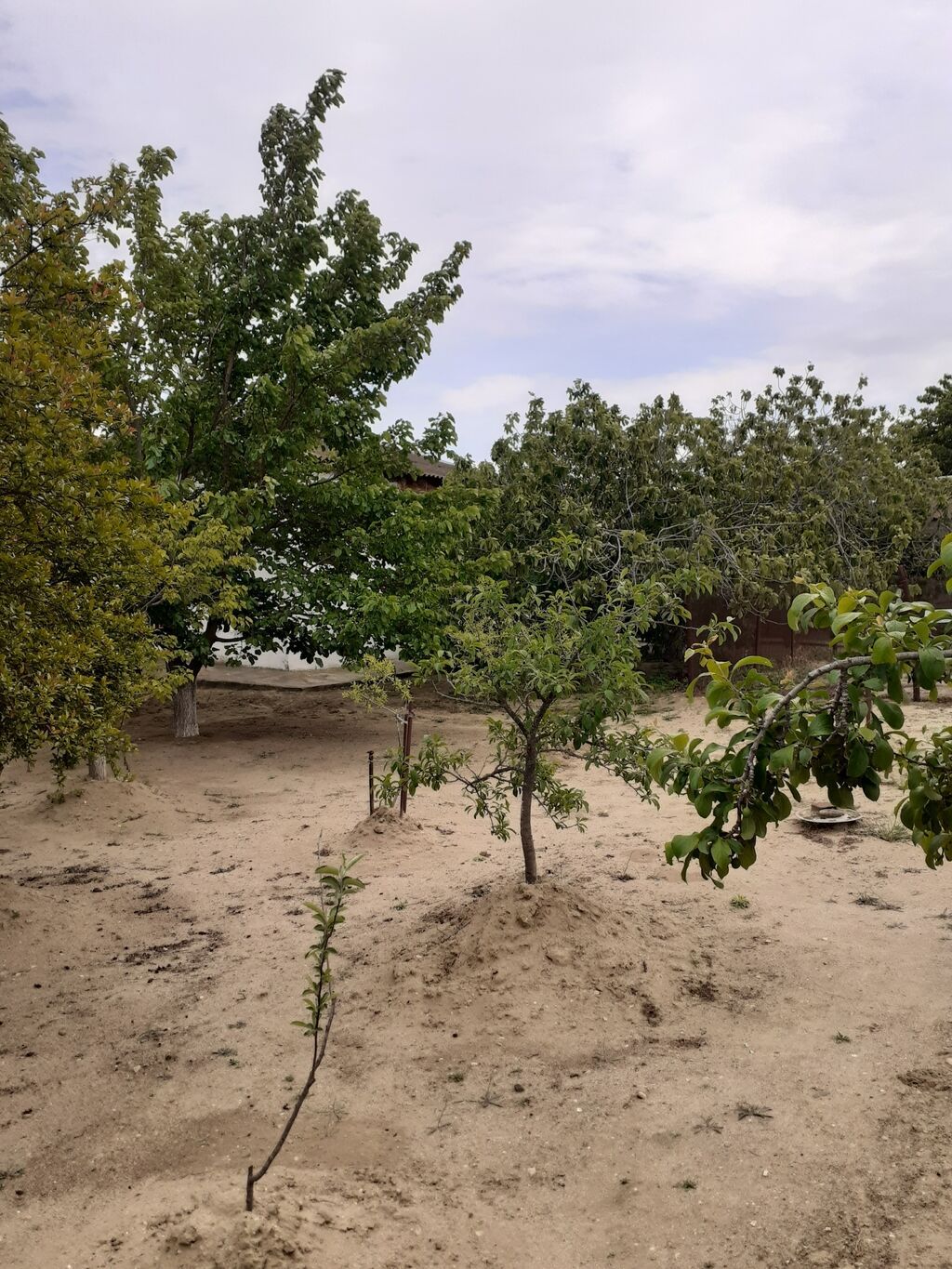 Saray, 90 kv. m, 3 otaqlı, İnternet, Telefon, Artezian quyusu