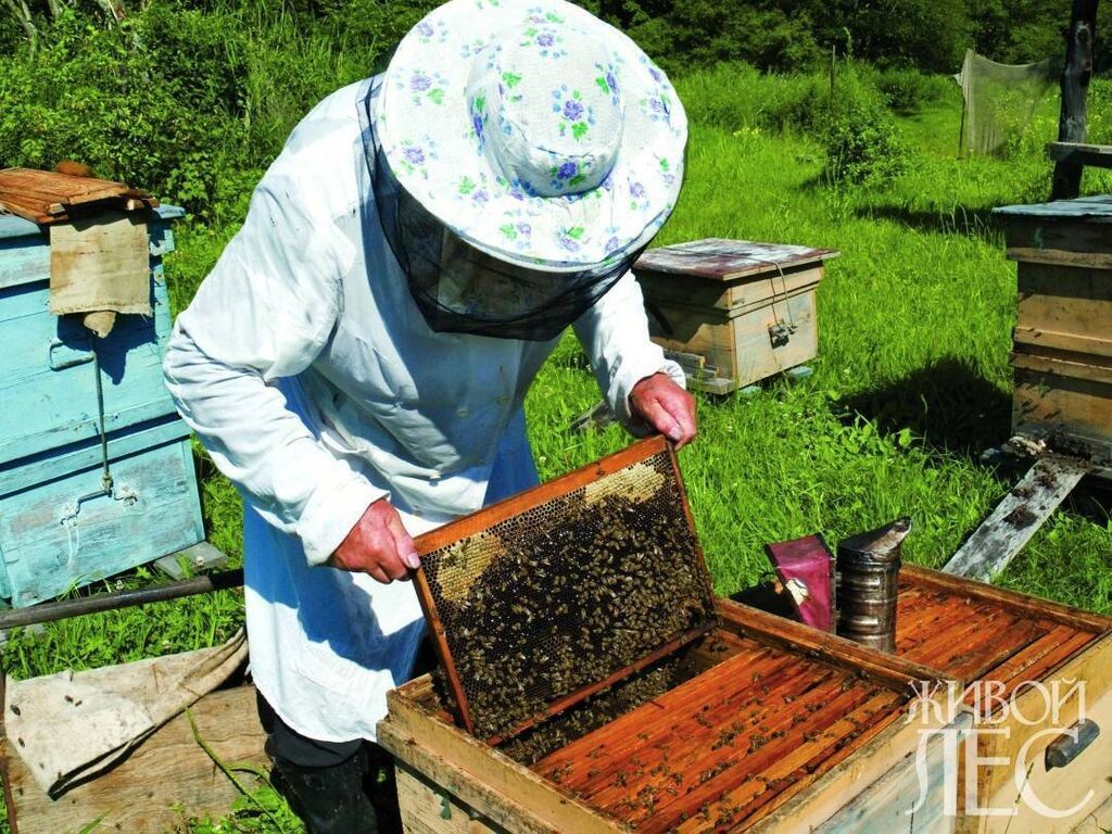 Продаю пчел вместе с уликами (рутовская система) - 3-х корпусные: фото 2