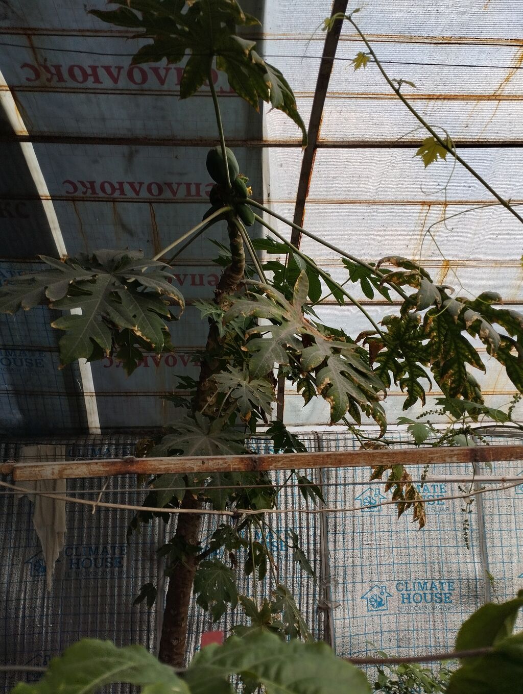 Папайя (Carica papaya) в горшках — саженцы для теплицы или зимнего: фото 3