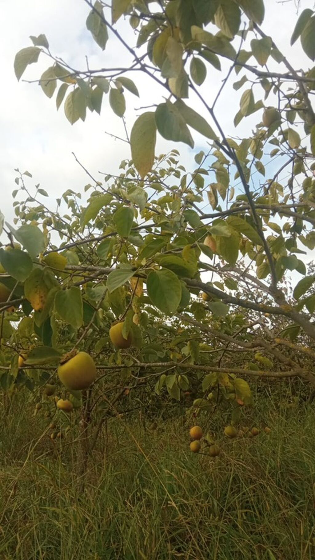 300 sot, Biznes üçün, Mülkiyyətçi, Kupça (Çıxarış)
