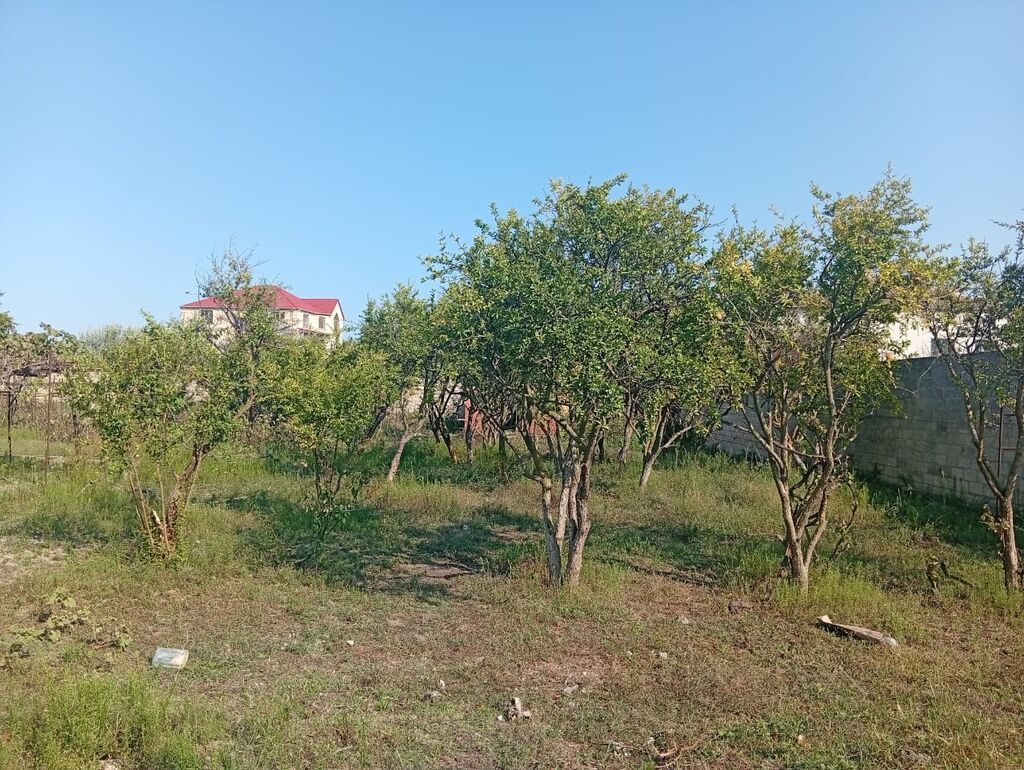 21 sot, Tikinti, Kupça (Çıxarış)