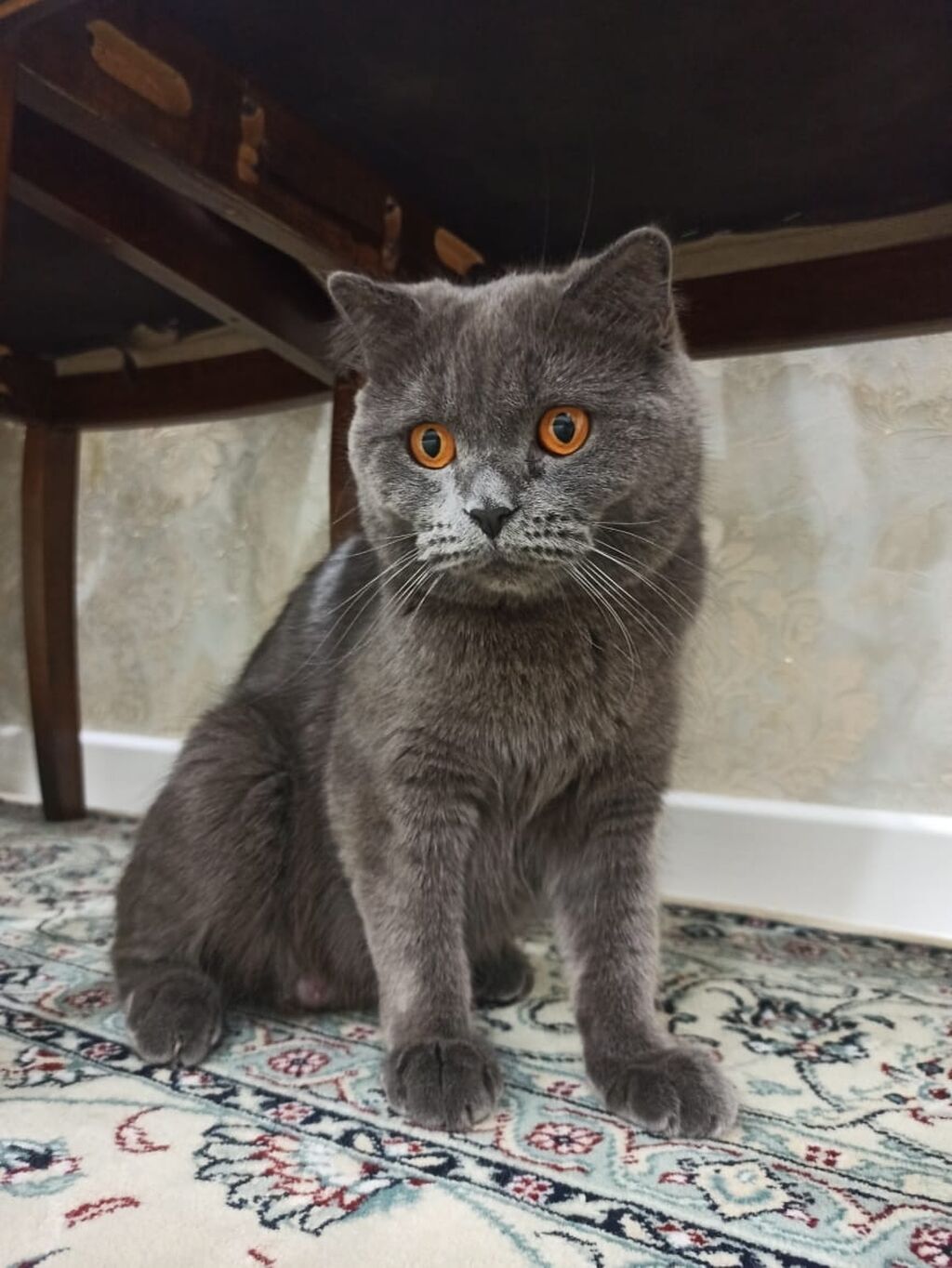 Пепельные коты