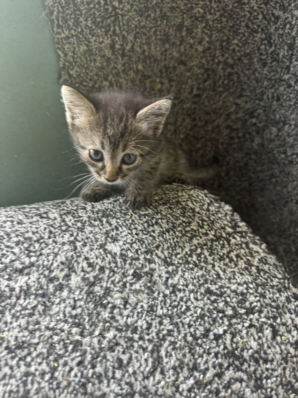 Котёнок тигрового окраса, ласковый и игривый: фото 2