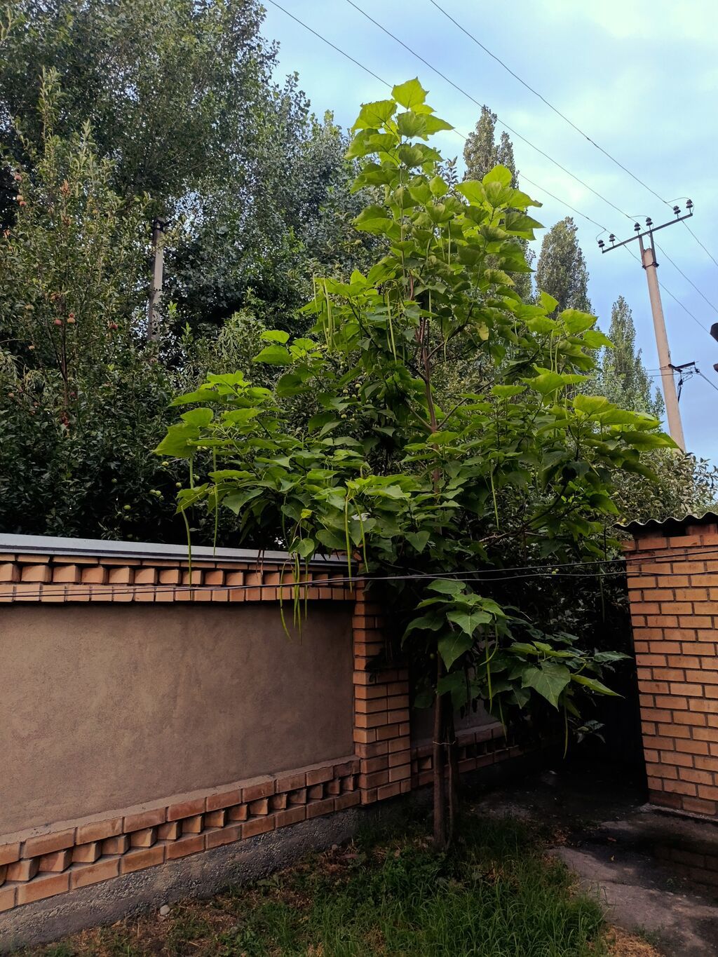6 комнат и более, 120 м², 6 соток, Бишкек, Ак-Босого ж/м Собственник: фото 7