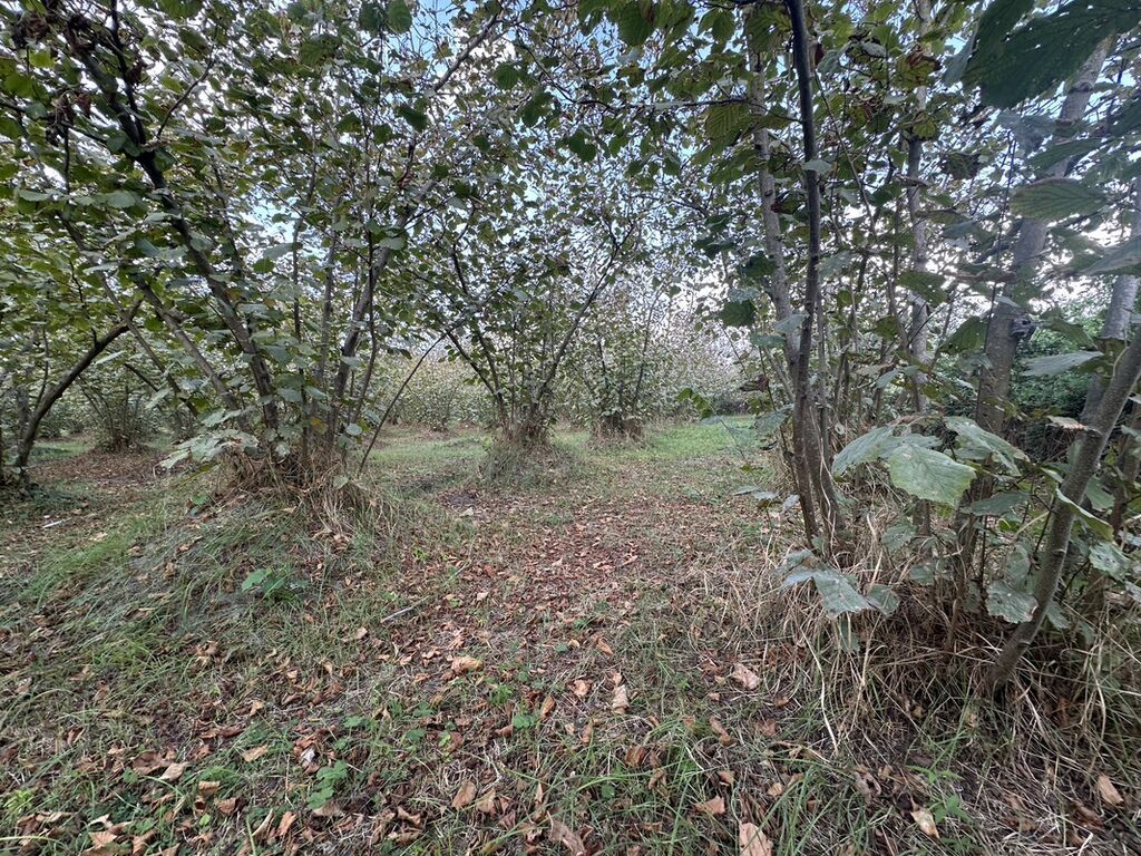 32 sot, Kənd təsərrüfatı, Mülkiyyətçi, Kupça (Çıxarış)