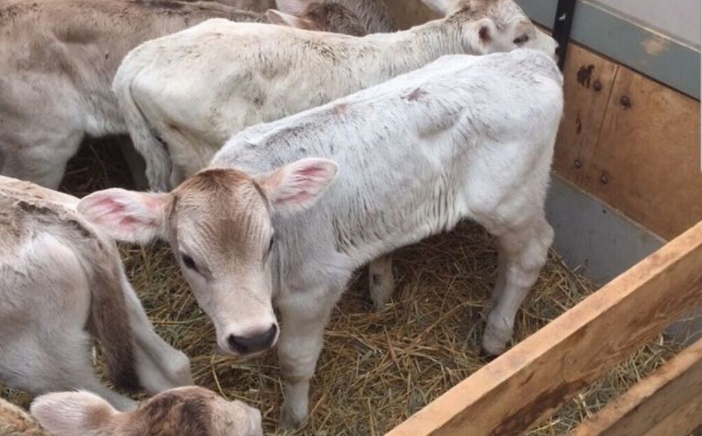 Купить Телят В Нижегородской Арзамас