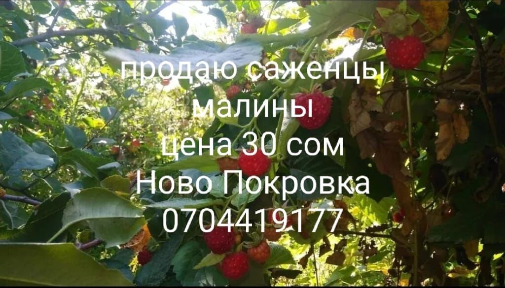 Саженцы Катальпа. однолетки- 500сом. двухлетки-1000сом. трехлетки-2000: фото 4