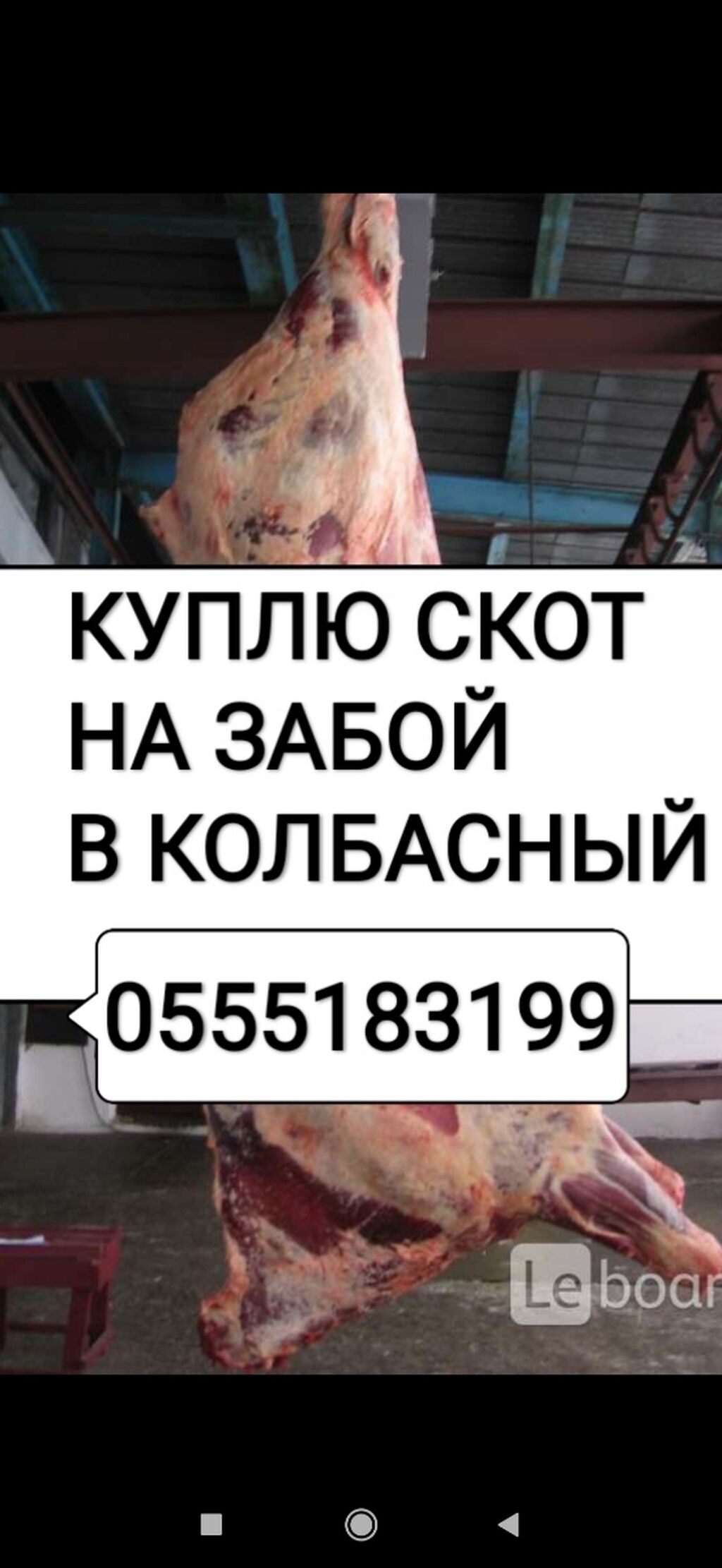 Куплю скот на мясо на забой | Договорная | Куплю с/х животных Ала-Тоо ᐈ ...