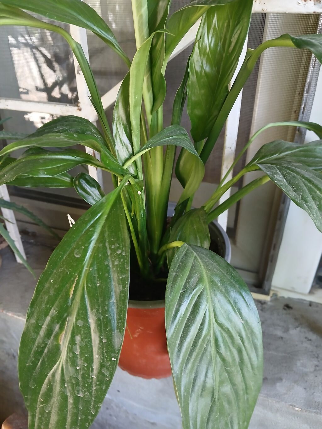 Спатифиллум (Spathiphyllum) в горшке - Комнатное растение с длинными: фото 2