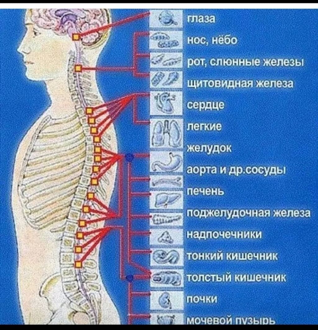 при остеохондрозе может болеть в груди фото 11