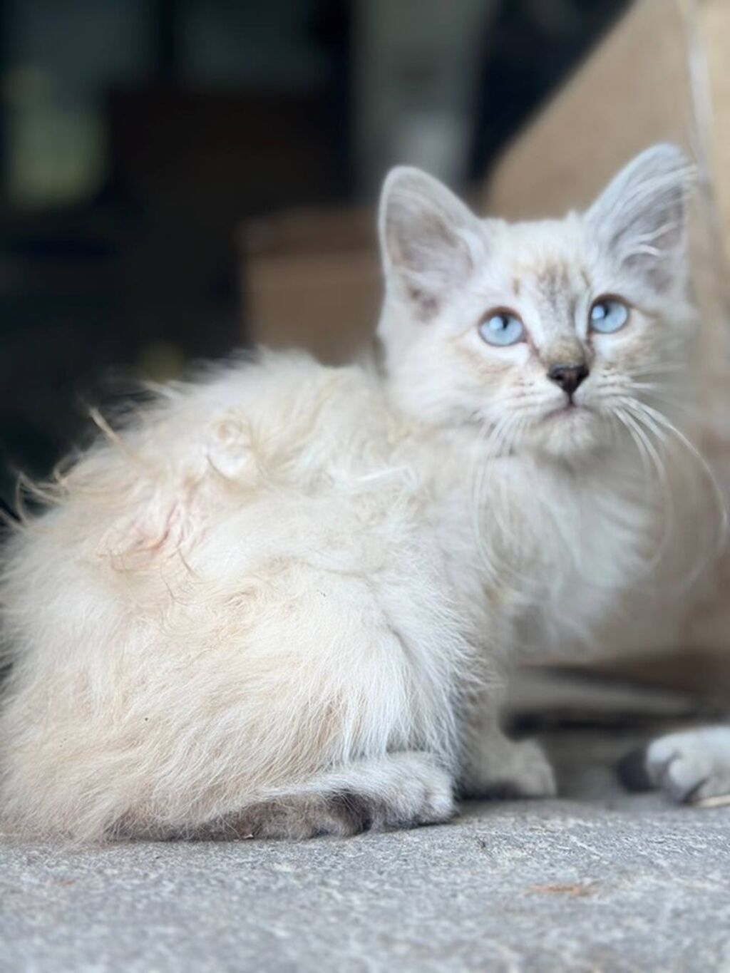 Возьмите кошку - котят в добрые руки! Котятки с голубыми глазами и — фото 4