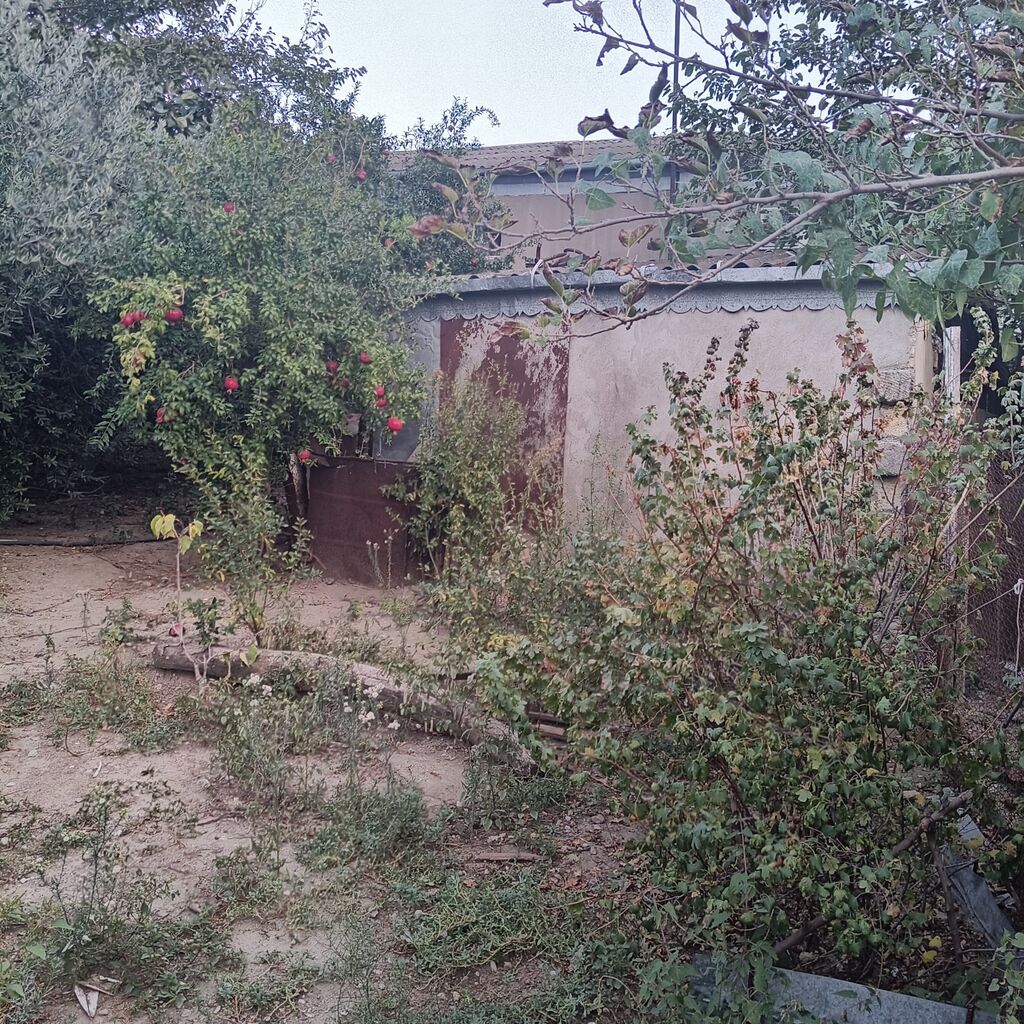 Kənd təsərrüfatı