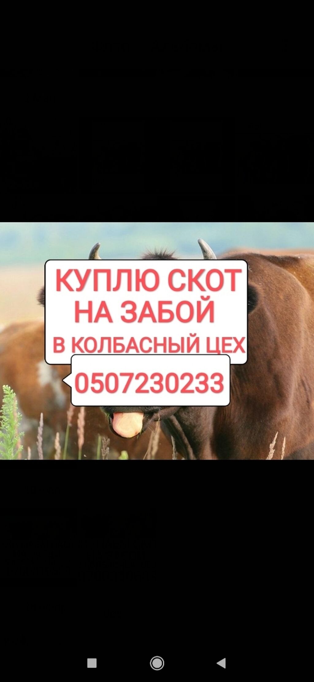 Скупщик скота. Выкуп КРС.